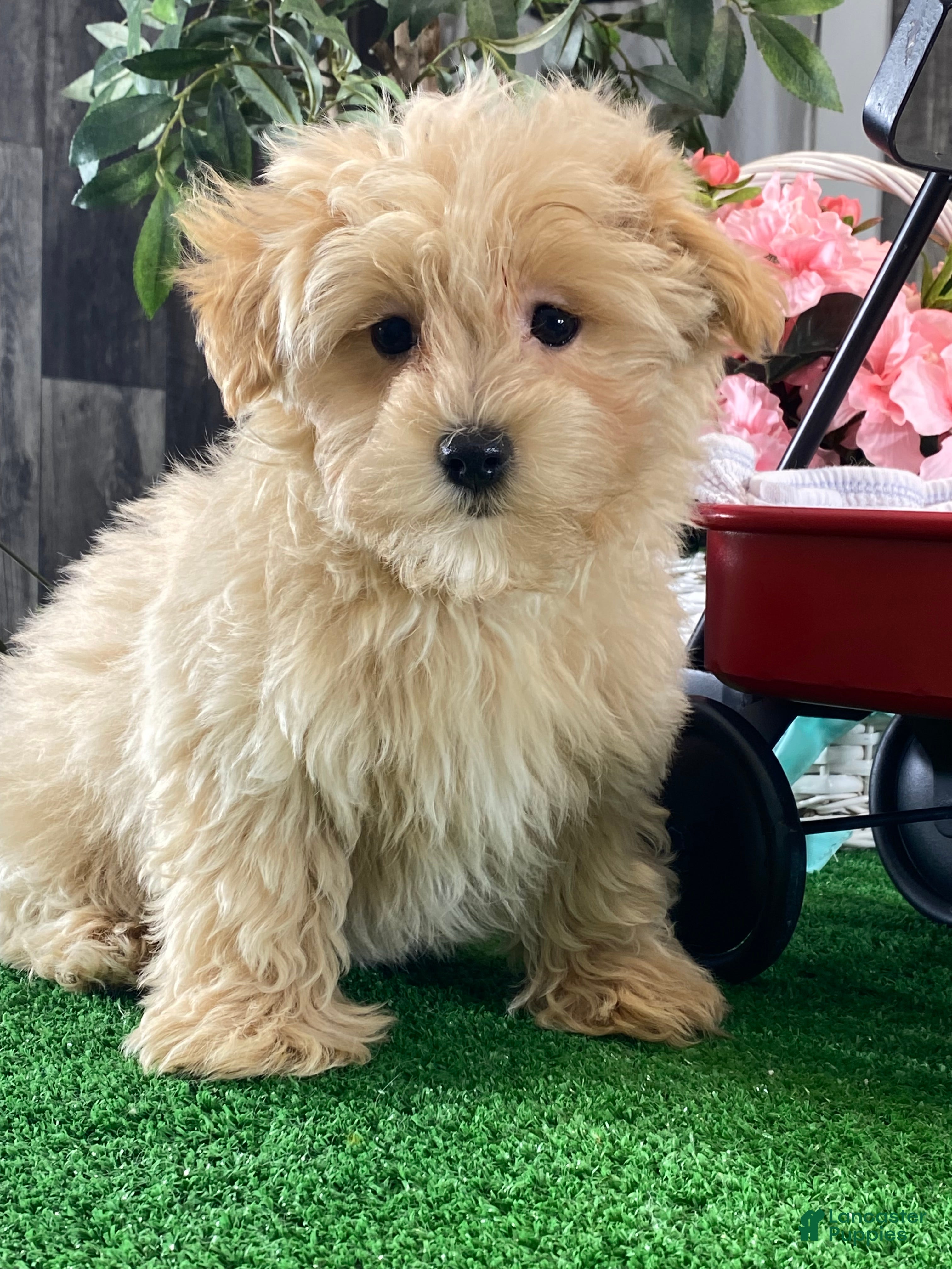 Maltipoo dogs Miller - Ad 5