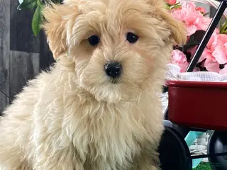 Maltipoo dogs Miller - Ad 5