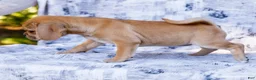 Puggle dogs for sale: Billy - Ad 15