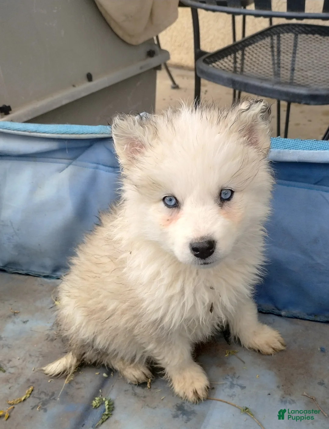 Alaskan Malamute dogs for sale: Girl 3  - Ad 2