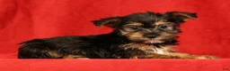 Yorkshire Terrier dogs for sale: Hailey - Ad 4