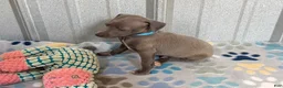 Italian Greyhound dogs for sale: Shark - Ad 7