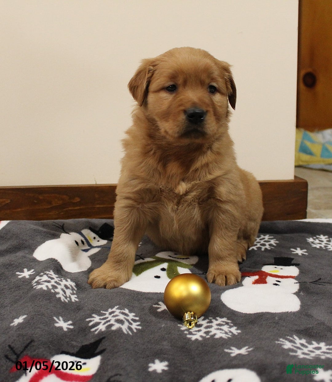 Golden Retriever dogs for sale: Ember - Ad 1