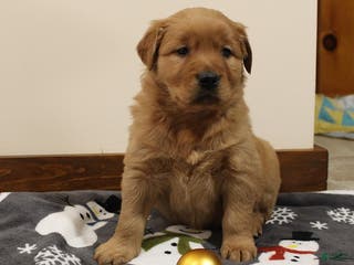 Golden Retriever dogs Ember - Ad 13