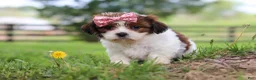 Shih Tzu dogs for sale: Hazel - Ad 3