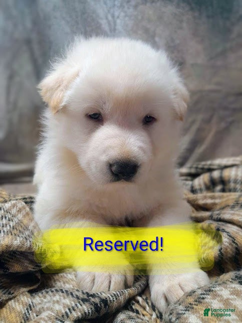 German Shepherd dogs Striker - Ad 23