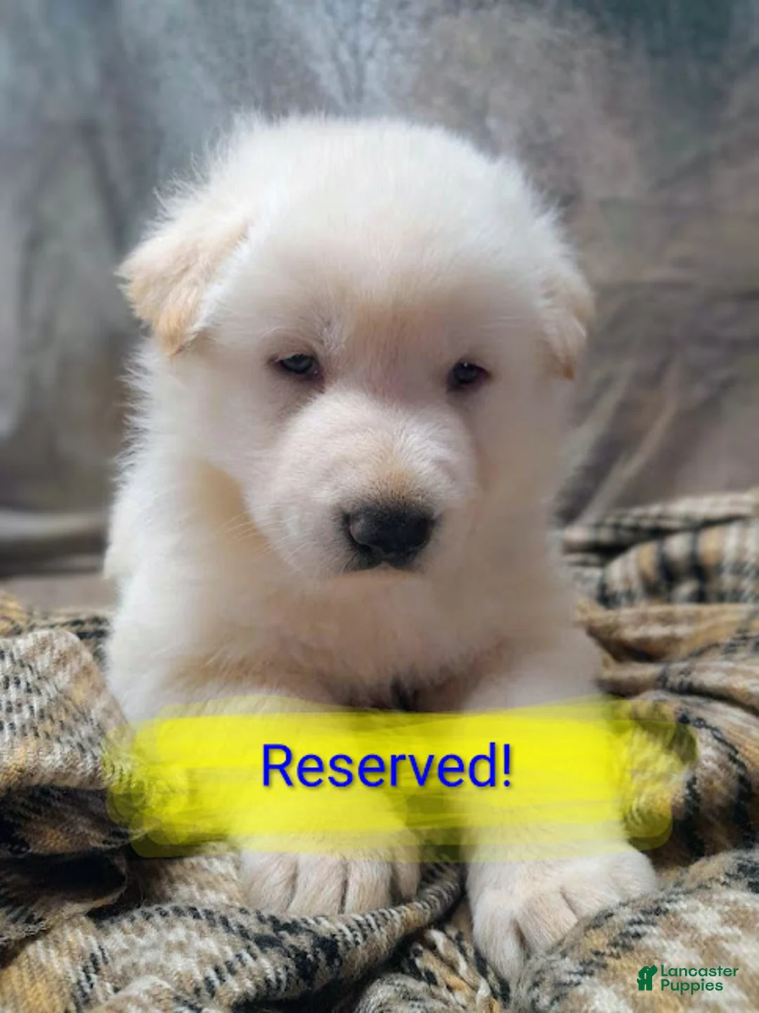 German Shepherd dogs for sale: Striker - Ad 1