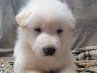 German Shepherd dogs Striker - Ad 23