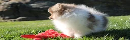 Pomeranian dogs for sale: Bentley AKC - Ad 4