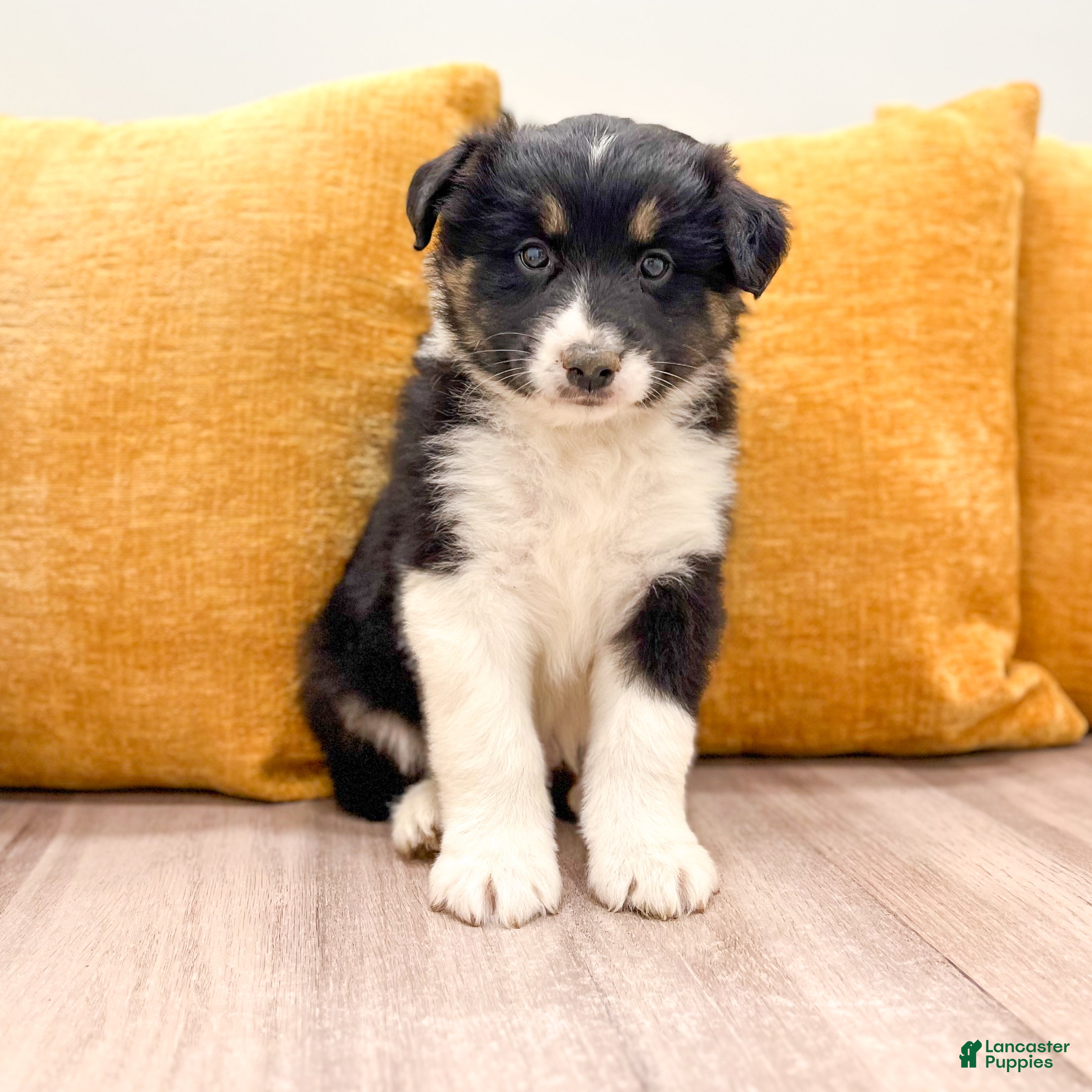 Australian Shepherd dogs for sale: Luna - Ad 1
