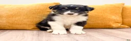 Australian Shepherd dogs for sale: Luna - Ad 1