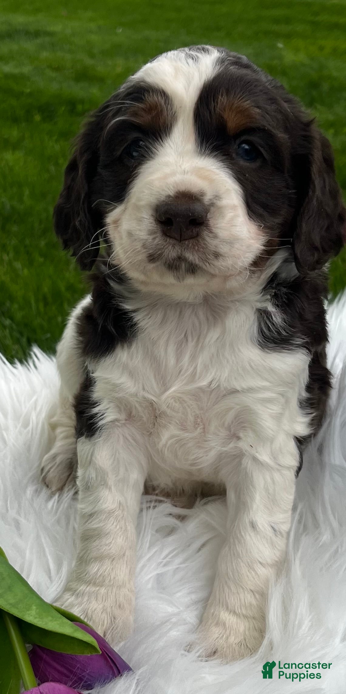 English Springer Spaniel dogs Poppy - Ad 2