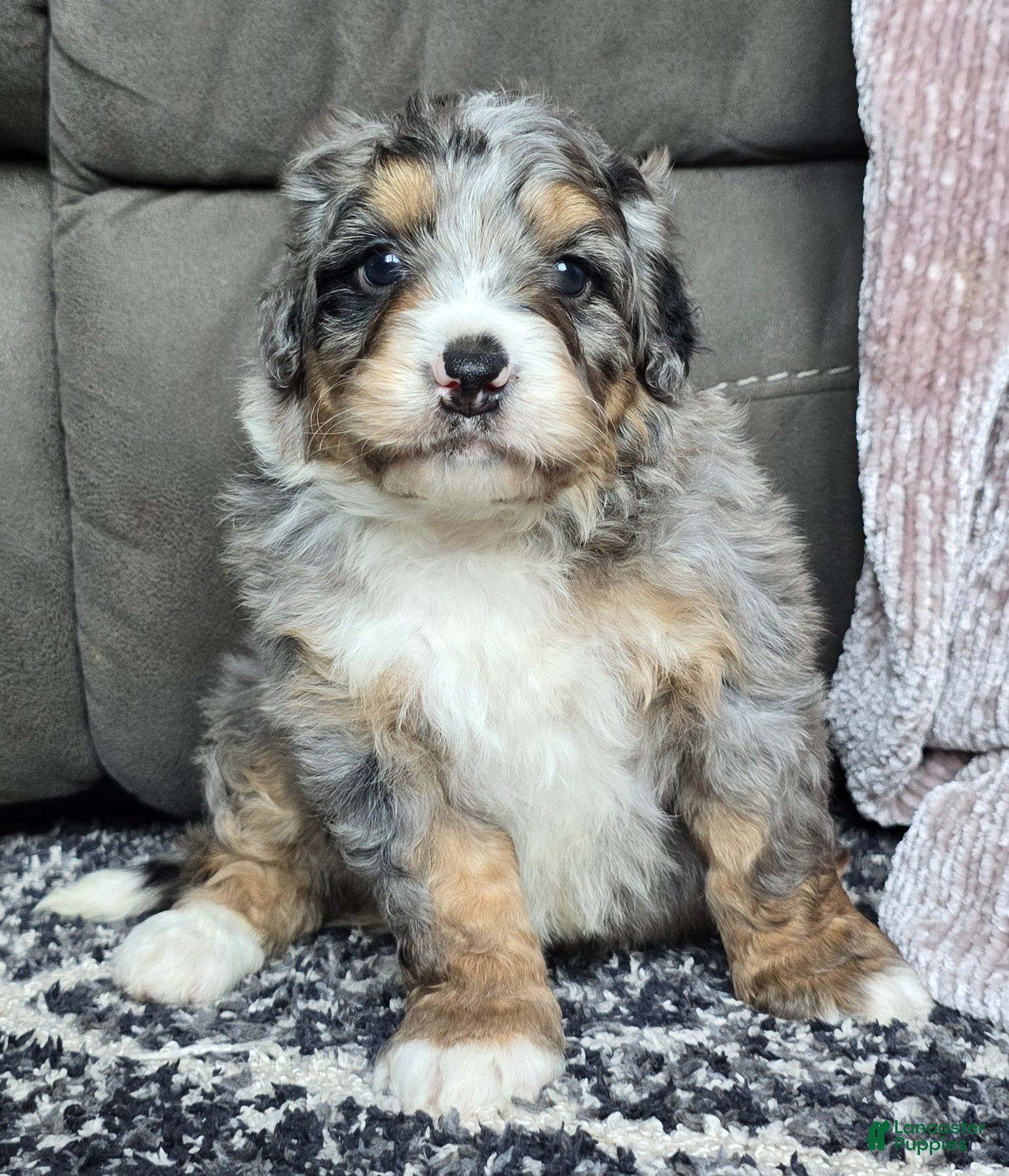 Mini Bernedoodle dogs Mini Louie - Ad 11