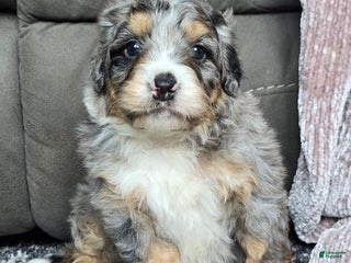 Mini Bernedoodle dogs Mini Louie - Ad 11