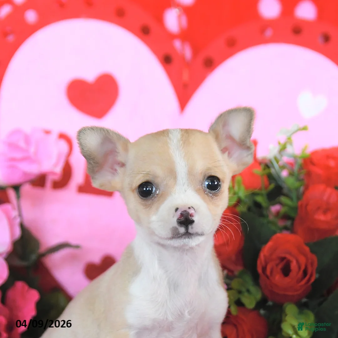 Mixed Breed dogs for sale: Buddy - Ad 5