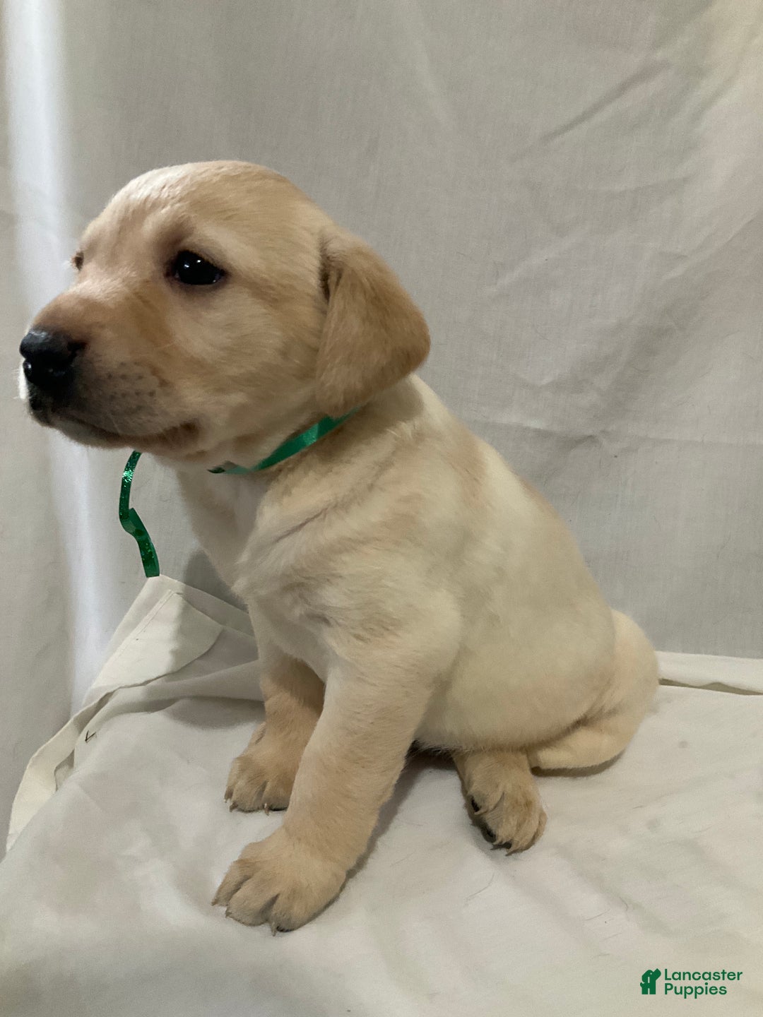 Labrador Retriever dogs for sale: Abby - Ad 4