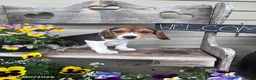 Beagle dogs for sale: Fern - Ad 1