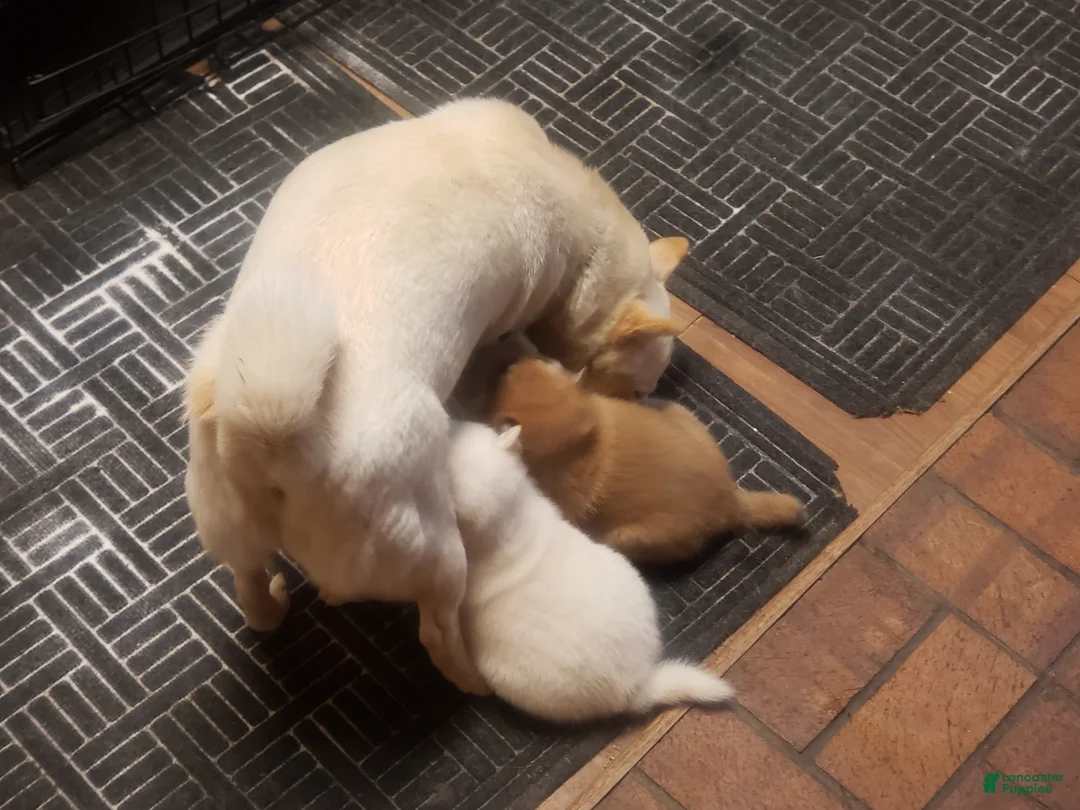 Shiba Inu dogs for sale: Shiba Inu Puppy 1 - Ad 2