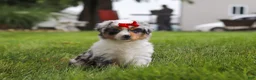 Miniature Australian Shepherd dogs for sale: Bonnie - Ad 11