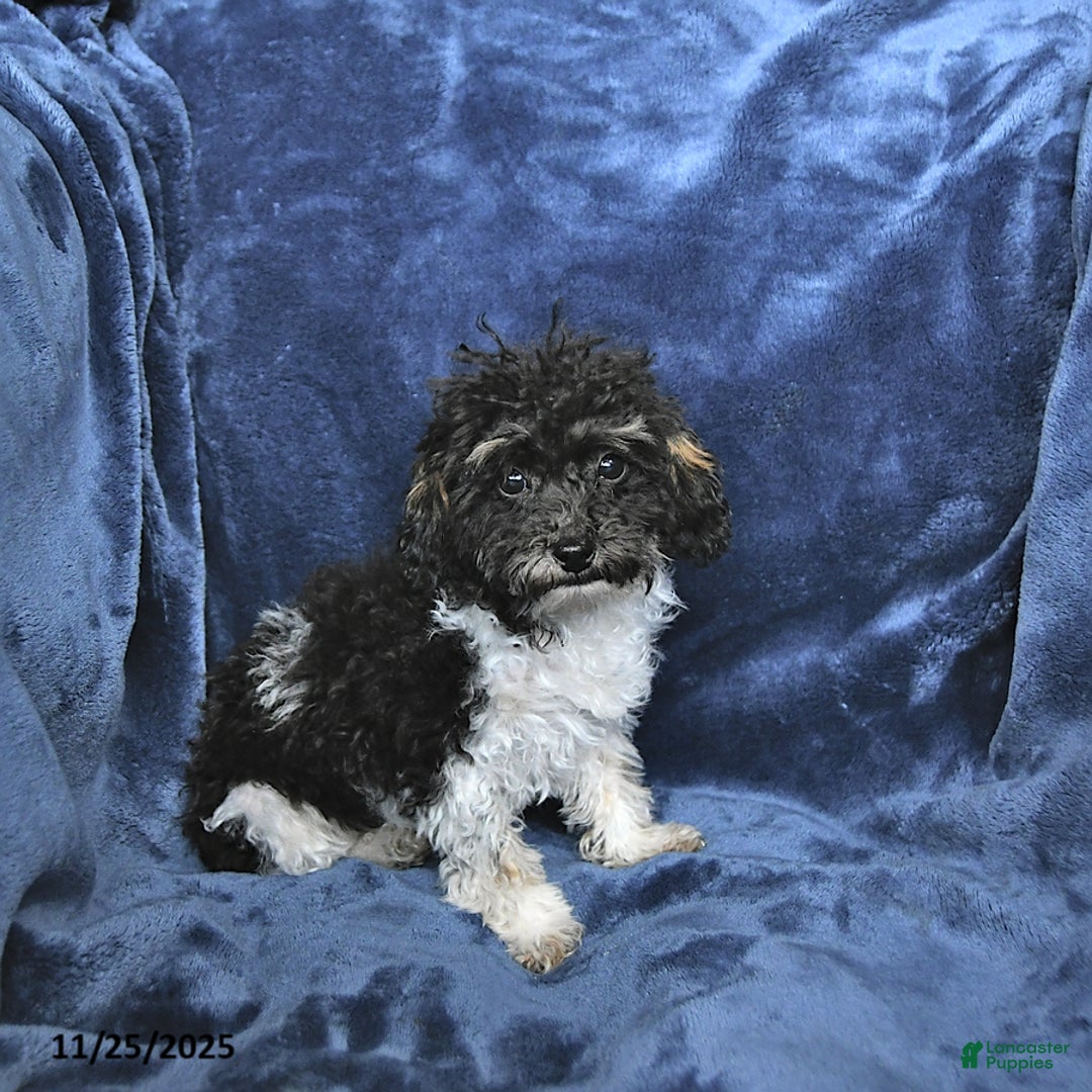 Toy Poodle dogs for sale: Kody - Ad 3