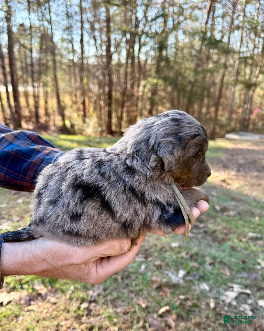 Goldendoodle dogs for sale: Goldendoodle Puppy 3 - Ad 10