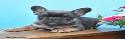 French Bulldog dogs for sale: Dennis - Ad 3