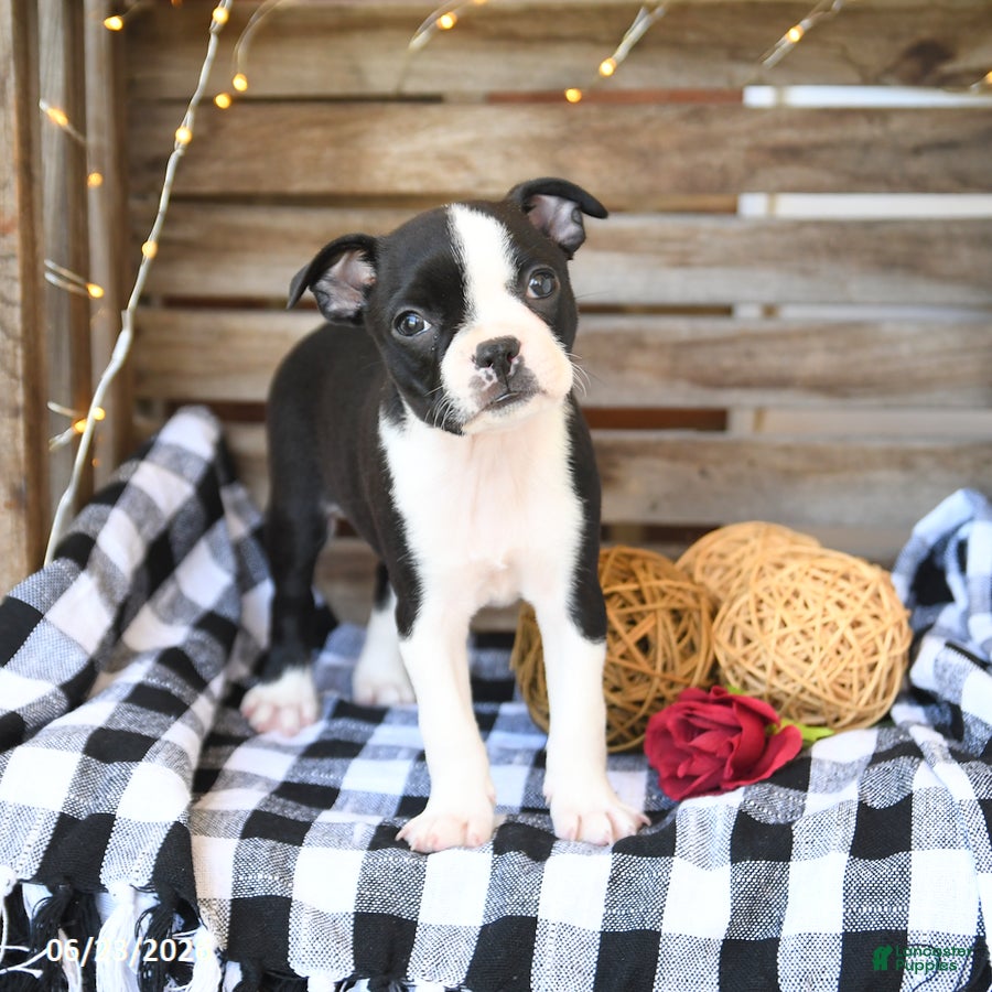Boston Terrier dogs Zandah - Ad 2