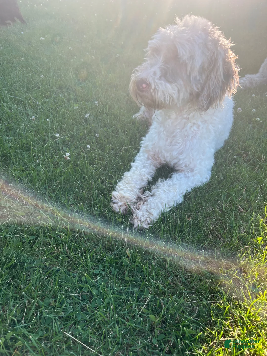 Miniature Labradoodle dogs for sale: Merle- Jackson - Ad 5