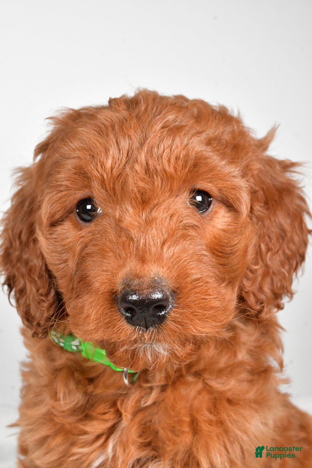 Goldendoodle dogs for sale: Page medium size - Ad 7