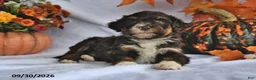 Bernedoodle dogs for sale: Jenny - Ad 3