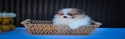 Pomeranian dogs for sale: Macey 🎀 - Ad 15