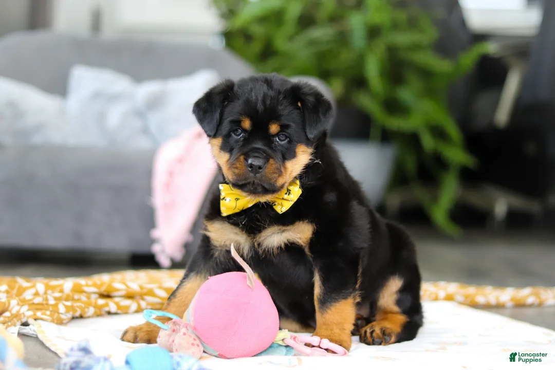 Rottweiler dogs for sale: Storm - Ad 2
