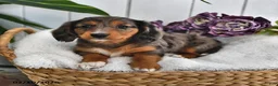 Miniature Dachshund dogs for sale: Lilac - Ad 2