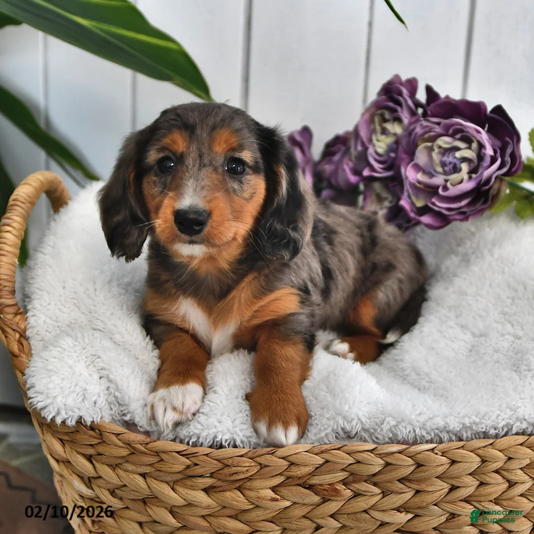 Miniature Dachshund dogs for sale: Lilac - Ad 2