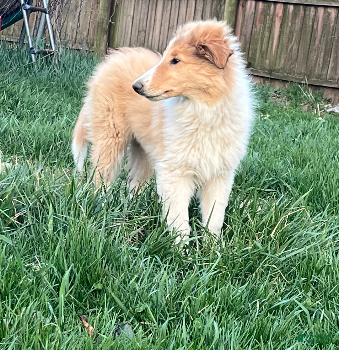 Collie dogs for sale: June - Ad 2