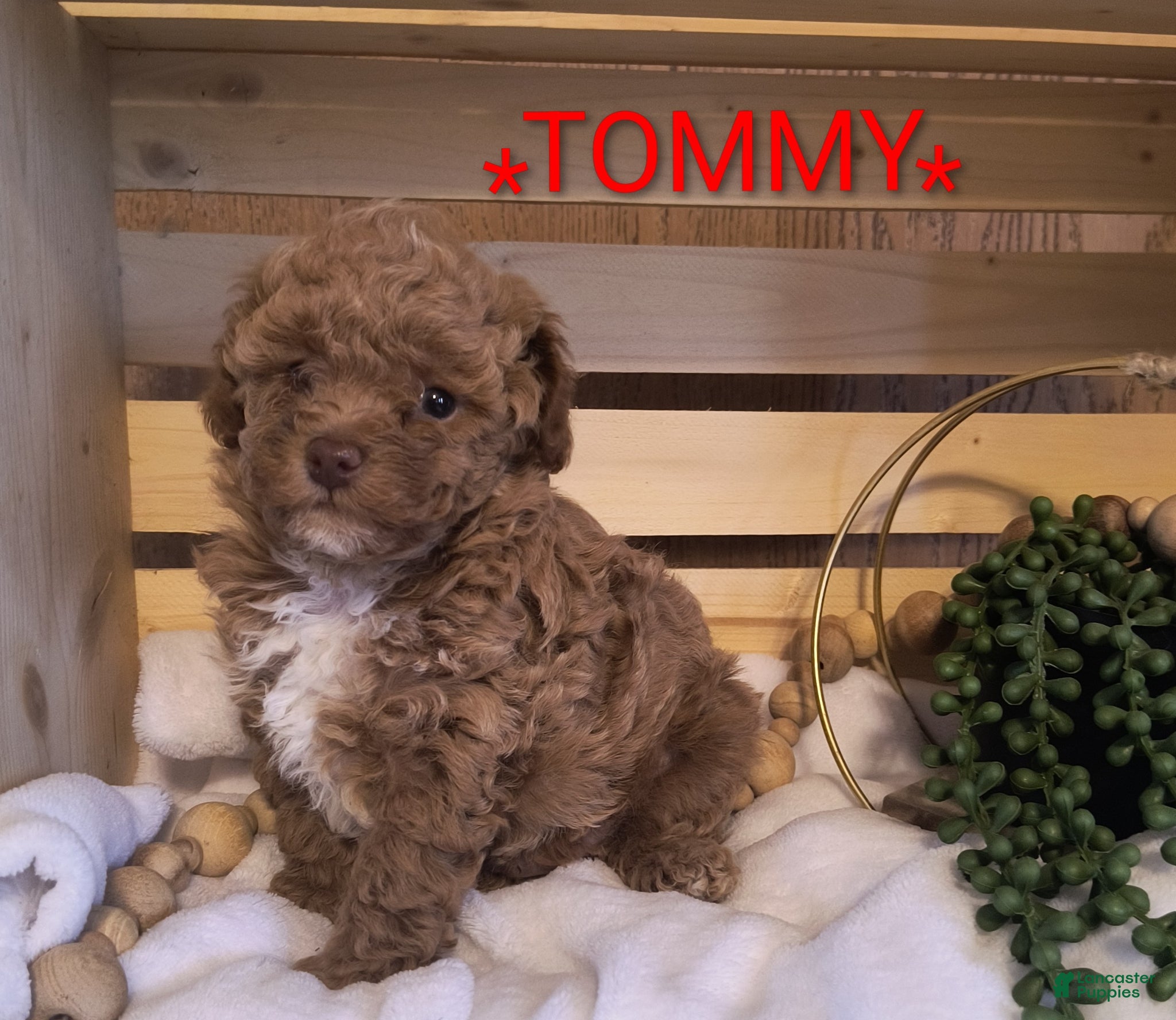 Toy Poodle dogs for sale: TOMMY  - Ad 1