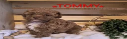 Toy Poodle dogs for sale: TOMMY  - Ad 1