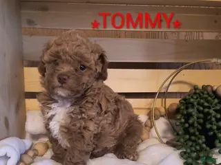 Toy Poodle dogs for sale: TOMMY - Ad 1