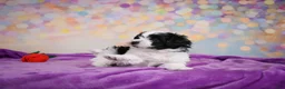Maltipoo dogs for sale: Tyler - Ad 8