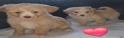 Chipoo dogs for sale: Chipoo Puppy 1 - Ad 3