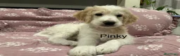 Goldendoodle dogs for sale: Angel Maple🪽🍁 - Ad 6