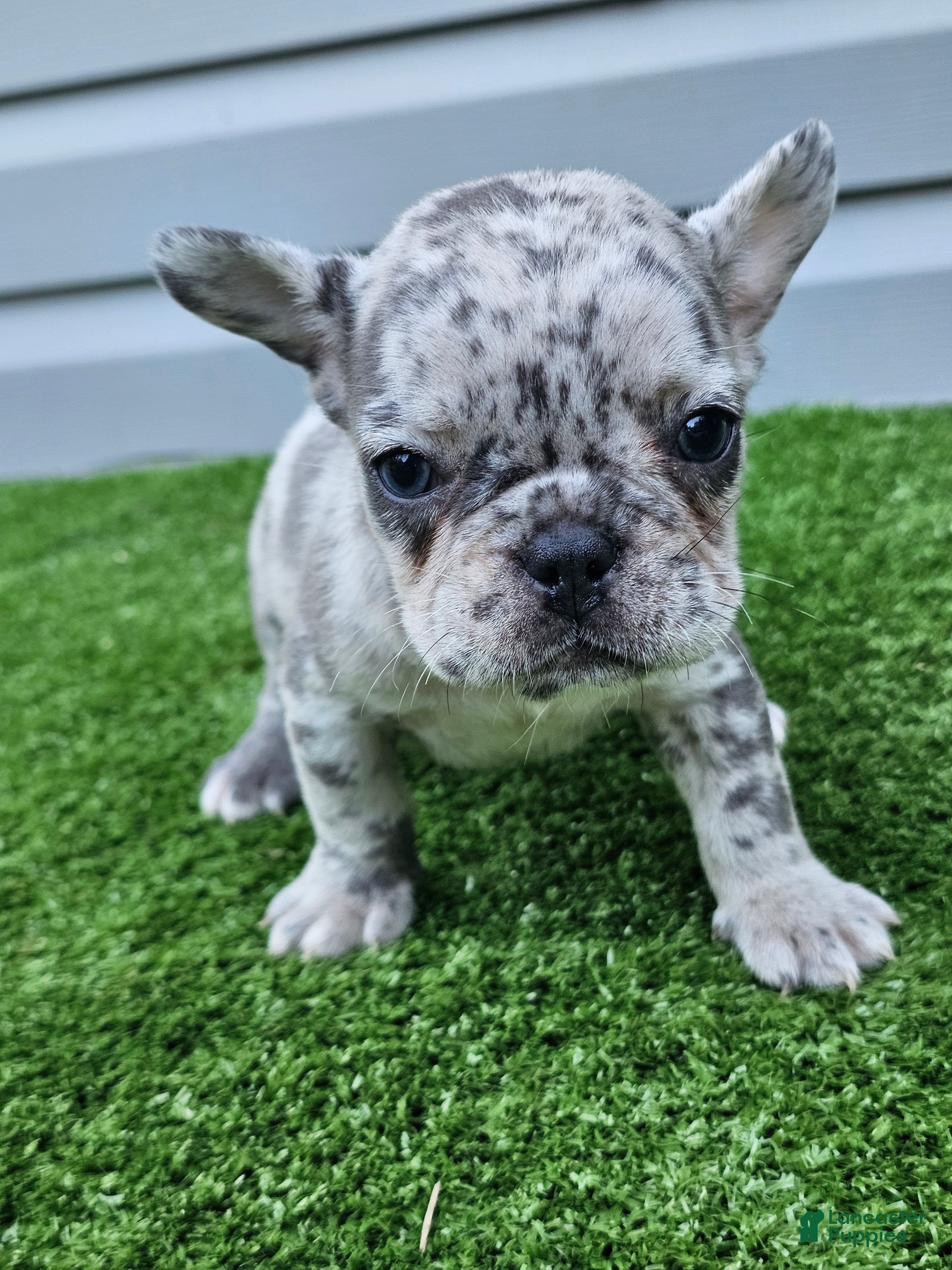 French Bulldog dogs Mango - Ad 1