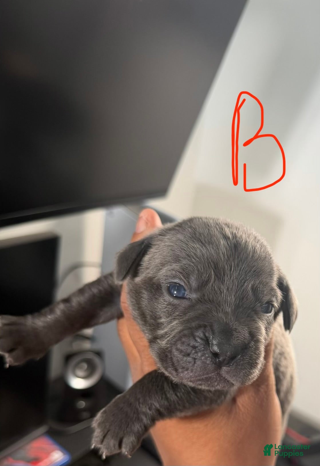 Cane Corso dogs Blu - Ad 1