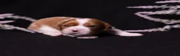 Cavalier King Charles Spaniel dogs for sale: Caroline - Ad 7