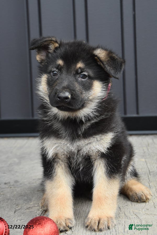 German Shepherd dogs Lexington - Ad 27