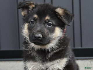 German Shepherd dogs Lexington - Ad 21