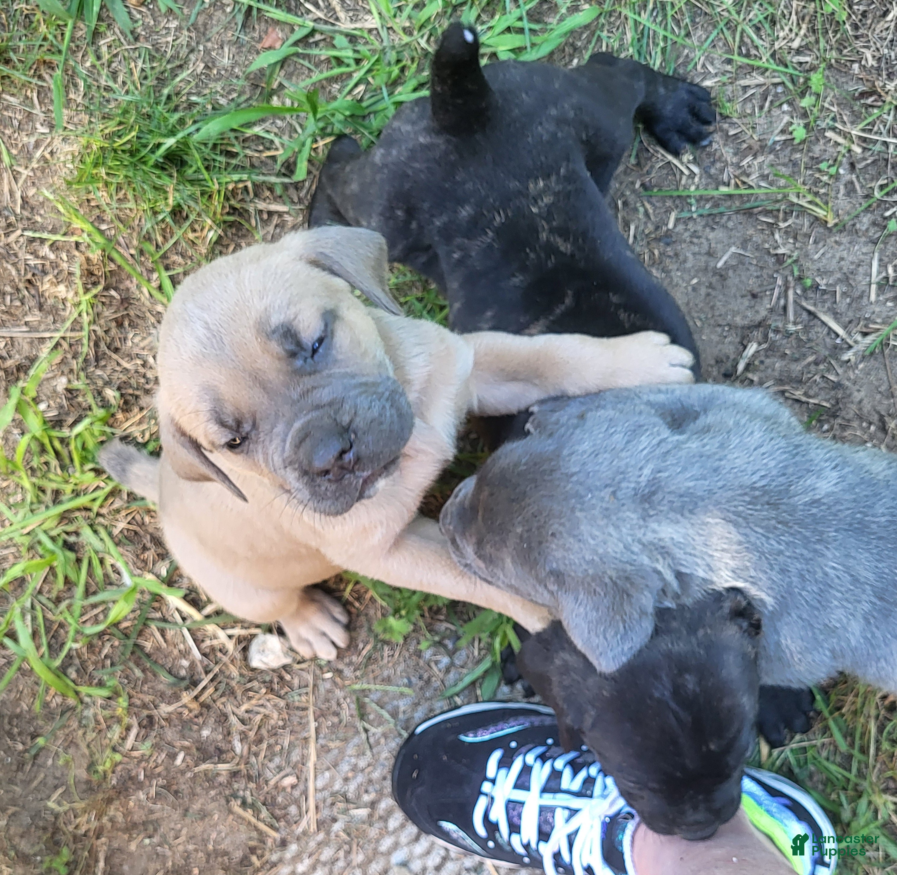 Cane Corso dogs Cane Corso She - Ad 36