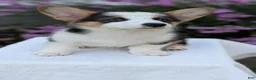 Welsh Corgi Pembroke dogs for sale: Logan - Ad 10
