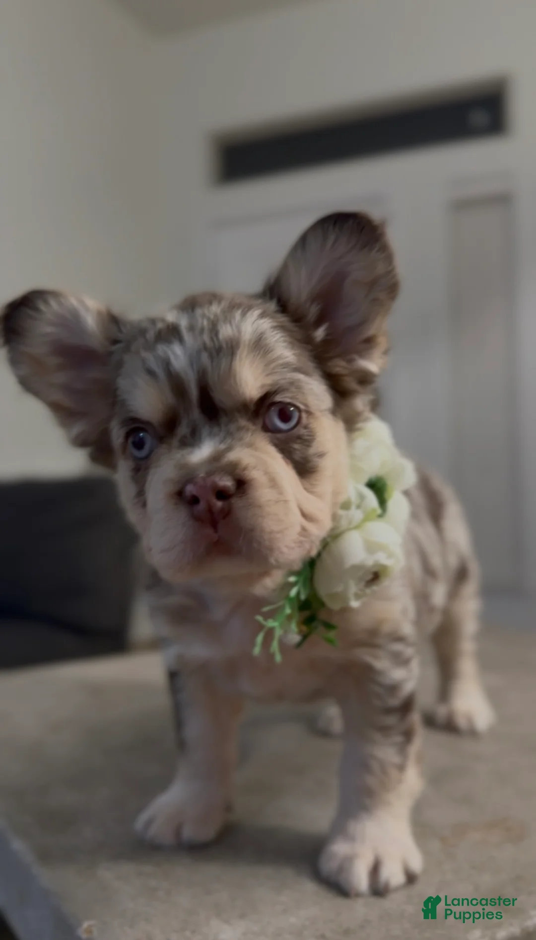 French Bulldog dogs for sale: French Bulldog Puppy 5 - Ad 1