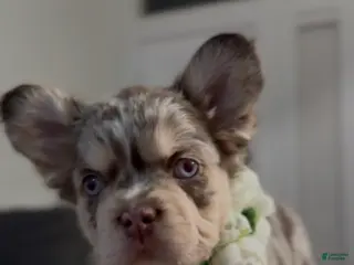 French Bulldog dogs French Bulldog Puppy 5 - Ad 36